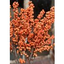 10 Stück Ilex, Winterberry- Zweige orange ~ kurz ca 40cm~ Winterdeko~ schöner Farbtupfer mit zauberhaft leuchtend orangen Beeren, tolle lang haltene Vasendeko #1