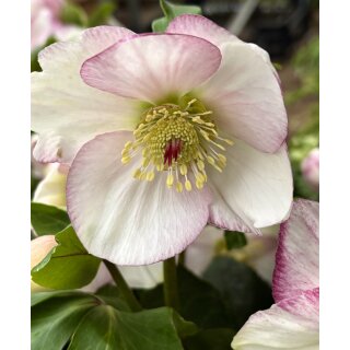 Schneerose ‚Winter Ballet‘ Frostfire -R-  Neue Sorte!Helleborus im großen xl Topf! Jetzt blühend mit Knospen -Winterzauber Staude- Deko für Kübel und Garten