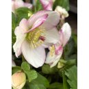 Schneerose ‚Winter Ballet‘ Frostfire -R-...