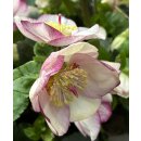 Schneerose ‚Winter Ballet‘ Frostfire -R-  Neue Sorte!Helleborus im großen xl Topf! Jetzt blühend mit Knospen -Winterzauber Staude- Deko für Kübel und Garten