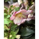 Schneerose ‚Winter Ballet‘ Frostfire -R-  Neue Sorte!Helleborus im großen xl Topf! Jetzt blühend mit Knospen -Winterzauber Staude- Deko für Kübel und Garten