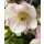 Schneerose ‚Winter Ballet‘ Frostfire -R-  Neue Sorte!Helleborus im großen xl Topf! Jetzt blühend mit Knospen -Winterzauber Staude- Deko für Kübel und Garten