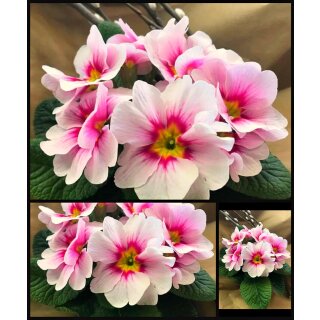 3 Töpfe Primel „Apfelblüte“ im Topf jetzt knospig/blühend ~ Frühlingsdeko~ Flowers ~ Happy Spring~ Norddeustche Gärtnerqualität