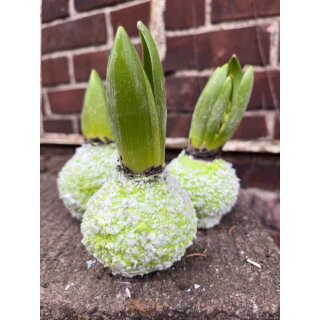 Wax Hyazinthe - Wachshyazinthe grün gewachst mit Schnee –Winter- & Vorfrühlingsdeko– Modern, natürlich, Duft, zauberhafte Geschenkidee #1