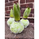 Wax Hyazinthe - Wachshyazinthe grün gewachst mit...