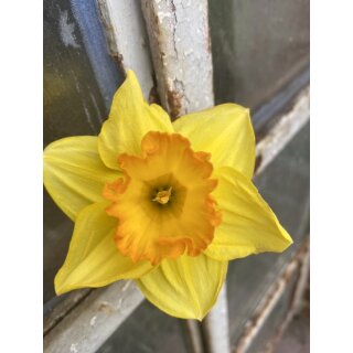 3 Töpfe Narzisse ‚Red Devon‘ – im Topf gewachsen, knospig / bald blühend ~ für Garten & Kübel und Schalen· leuchtend frische Frühlingsfarbe ~ #1