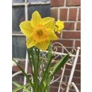 3 Töpfe Narzisse ‚Red Devon‘ – im...