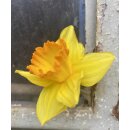 3 Töpfe Narzisse ‚Red Devon‘ – im Topf gewachsen, knospig / bald blühend ~ für Garten & Kübel und Schalen· leuchtend frische Frühlingsfarbe ~ #1