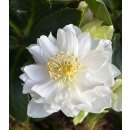 Schneerose Helleborus Winter Angels Double ~...