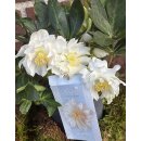 Schneerose Helleborus Winter Angels Double ~ hinreißend mit gefüllter Blüte- im Topf, knospig/blühend-winterharte Staude,lange Blütezeit