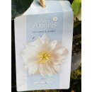 Schneerose Helleborus Winter Angels Double ~ hinreißend mit gefüllter Blüte- im Topf, knospig/blühend-winterharte Staude,lange Blütezeit