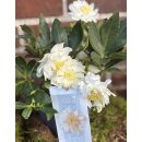 Schneerose Helleborus Winter Angels Double ~ hinreißend mit gefüllter Blüte- im Topf, knospig/blühend-winterharte Staude,lange Blütezeit