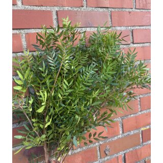 Bund frische Pistazie..tolles natur Schnittgrün für Kranz & Strauß  und für DIY Projekte ~ Naturdeko -Pistaziengrün ca. 30–40 cm