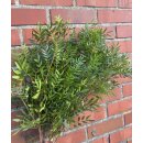 Bund frische Pistazie..tolles natur Schnittgrün...