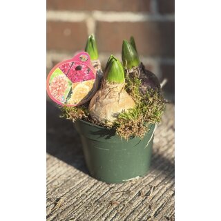 Trio Hyazinthen im Topf (3 Hyazinthen pro Topf ) ~ Harmonische zarte Pastellfarben – Peach, Lachs & sanftes Gelb - Knospig/blühend