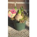 Trio Hyazinthen im Topf (3 Hyazinthen pro Topf ) ~...