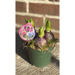 Trio Hyazinthen im Topf (3 Hyazinthen pro Topf ) ~ Farbstark leuchtend in kräftigen Tönen – Violett ,Pink & Blau - Knospig/blühend