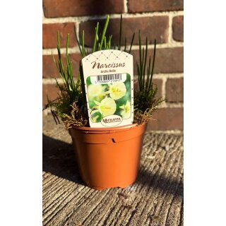 Narzisse Artic Bells im Topf jetzt knospig/blühend ~ für Garten und Kübel ~Reifrock Narzisse duftige Schönheit