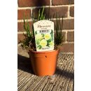 Narzisse Artic Bells im Topf jetzt knospig/blühend ~...