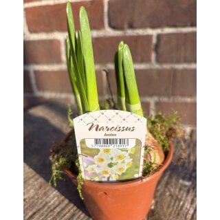 Narzisse Avalex im Topf jetzt knospig/blühend ~ für Garten und Kübel ~mehrblütige Tazetten-Narzisse duftige Schönheit