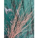 Birke ~ gefärbt peach ~ Bund ~ tolle Deko für...