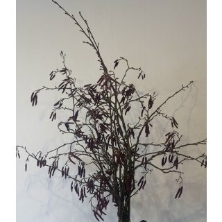 Erlenzweige mit Kätzchen 5 Stück ~ leiser Frühlingsbote für DIY und für die Vase ~ Naturdeko