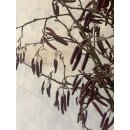 Erlenzweige mit Kätzchen 5 Stück ~ leiser...