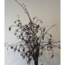 Erlenzweige mit Kätzchen 8 Stück ~ leiser...