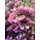 1 Bund Statice „ Emma Peach“ Meerlavendel ~ Limonium ~ Frische Blumendeko ~ Flowers - DIY~ Trockenblumen ~ Frühlingsfrische Trendfarbe