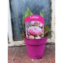 Tulpen im Topf - hellrosa gefüllte Blüte- im...