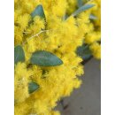 Mimose frisch im Bund ca150 g ca50cm ~sonnengelbe Ponpon Blüten, duftend- blühende Mimosen Zweige für die Vase & zum trocknen~Schnittblumen im Landhausstil #1
