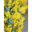Mimose frisch im Bund ca150 g ca50cm ~sonnengelbe Ponpon Blüten, duftend- blühende Mimosen Zweige für die Vase & zum trocknen~Schnittblumen im Landhausstil #1