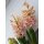 Hyazinthe Gipsy Queen im 7cm Topf, jetzt knospig/blühend..Tolle Trend Sonderfarbe "Peach"