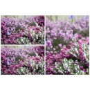 Schneeheide ROSA ~winterharte Heide für den Garten...