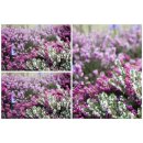 Schneeheide Weiss ~winterharte Heide für den Garten...