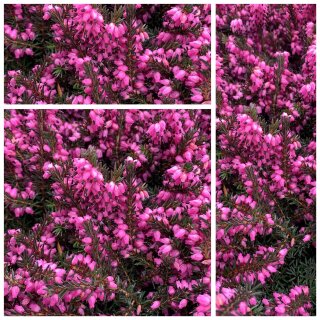 3 Töpfe Schneeheide ROSAROT ~winterharte Heide für den Garten & Balkon - Erica mit Knospen~ starke Qualität im Topf ~ Bienenfreundlich