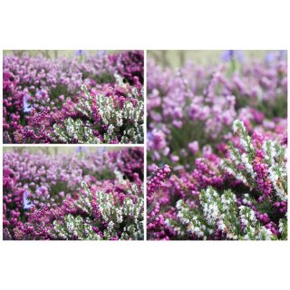 3 Töpfe Schneeheide ROSA ~winterharte Heide für den Garten & Balkon - Erica mit Knospen~ starke Qualität im Topf ~ Bienenfreundlich