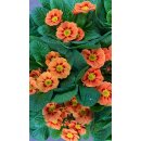 3 Töpfe Primel orange im Topf - jetzt...