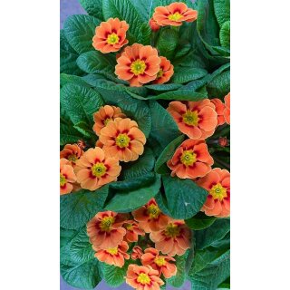 12 Töpfe Primel orange im Topf - jetzt knospig/blühend ~ Frühlingsdeko~ Flowers~ Happyspring-Norddeutsche Gärtnerqualität #1 #1