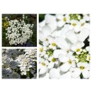 Iberis / Schleifenblume jetzt knospig/blühend...