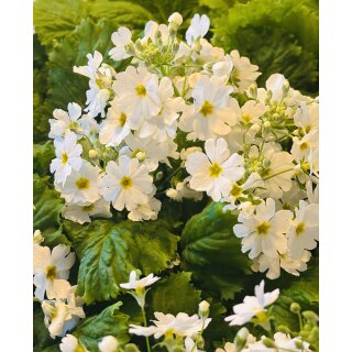 Brautprimel WEIß-Primula malacoides–im Topf-Zarte Eleganz für Frühling & liebevolle Deko ~Frühlingsblüher für Fensterbank,Balkon und Schalen