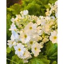 Brautprimel WEIß-Primula malacoides–im...