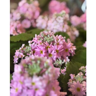 Brautprimel ROSA -Primula malacoides–im Topf-Zarte Eleganz für Frühling & liebevolle Deko ~Frühlingsblüher für Fensterbank,Balkon und Schalen #1