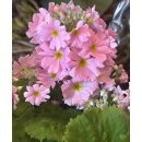 Brautprimel ROSA -Primula malacoides–im Topf-Zarte...