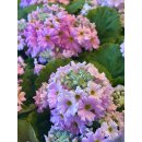 Brautprimel ROSA -Primula malacoides–im Topf-Zarte Eleganz für Frühling & liebevolle Deko ~Frühlingsblüher für Fensterbank,Balkon und Schalen #1