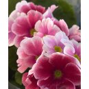 Becher Primel „Apfelblüte“ im Topf jetzt...