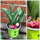 Tulpe „Flashpoint“ -Trio Tulpe im Topf -...