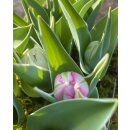 Tulpe „Flashpoint“ -Trio Tulpe im Topf -...