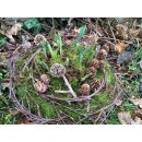 Krokusnest in violett~ Winterdeko Natur ~ Moosnest mit...
