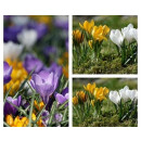 Krokusnest in violett~ Winterdeko Natur ~ Moosnest mit Krokus ~ Landhausstil Dekoration ~ Vorfrühlingsdeko ~ natürliche Deko